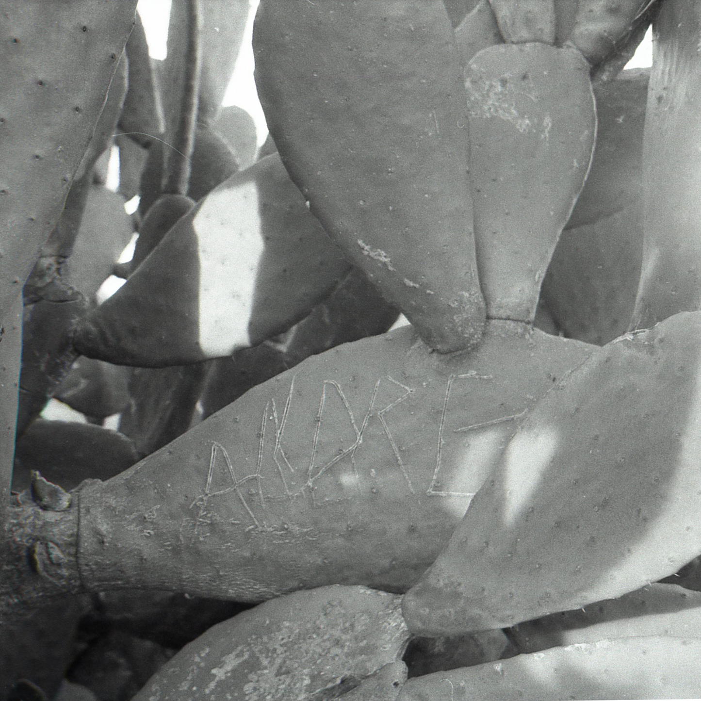 Cicatrici